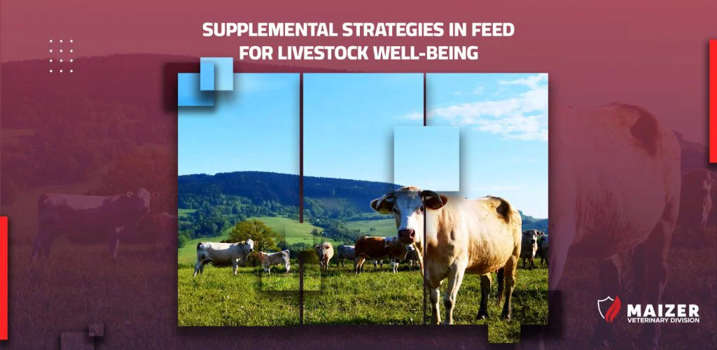 Supplemental Strategies in Feed for Livestock Well-being