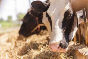 Empowering Livestock Health with Supplements: A Boon to Farming Practices