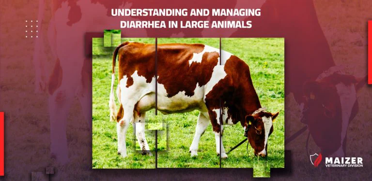Understanding and Managing Diarrhea in Large Animals