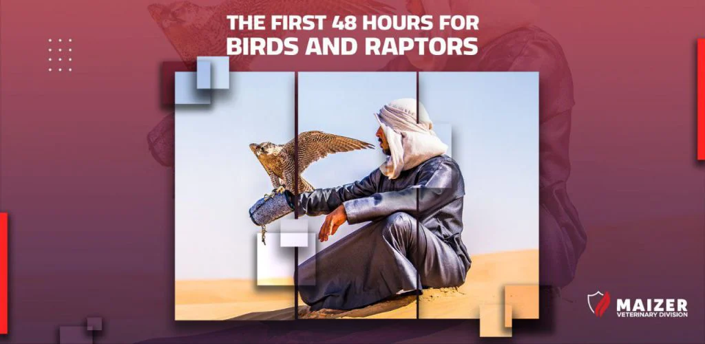 The First 48 Hours for Birds and Raptors