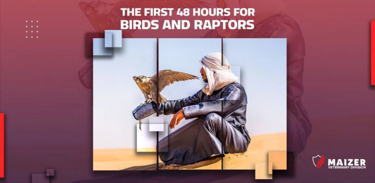 The First 48 Hours for Birds and Raptors