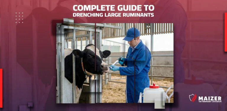 Complete Guide to Drenching Large Ruminants